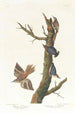 Grimpereau brun ja Californian sittelle - John James Audubon — näkymä teoksesta