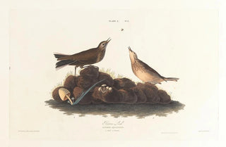 John James Audubon - Brown lark.webp