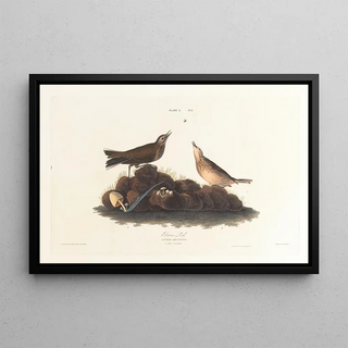 John James Audubon - Brown lark.webp