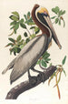 Pélican brun Pelecanus fuscus - John James Audubon — näkymä teoksesta