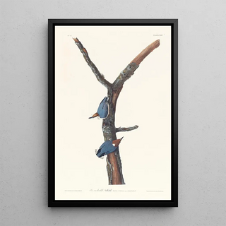 John James Audubon - Brownheaded nuthatch.webp