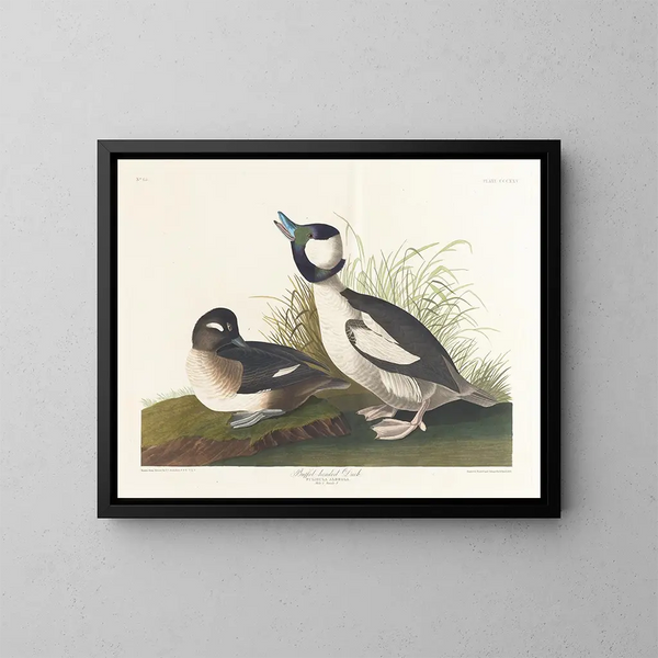 Kanadanhanhi - John James Audubon — kehystetty taideteos seinällä