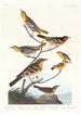 Oriole de Bullock, Oriole de Baltimore, Chardonneret mexicain, Grive variée, Grive des ruisseaux - John James Audubon — näkymä teoksesta