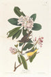 Paruline du Canada - John James Audubon — näkymä teoksesta