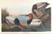John James Audubon - Ankka selkävalkoinen — näkymä teoksesta