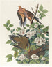Pigeon de Caroline ou tourterelle des bois - John James Audubon — näkymä teoksesta