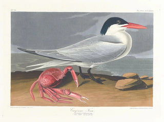 John James Audubon - Cayenne tern.webp