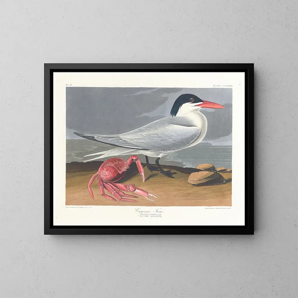 Cayenne terne - John James Audubon — kehystetty taideteos seinällä