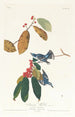 Paruline azurée - John James Audubon — näkymä teoksesta
