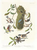Mésange à dos marron Mésange à tête noire Mésange à couronne marron - John James Audubon — näkymä teoksesta