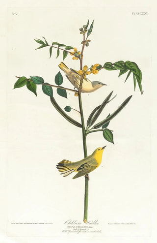 John James Audubon - Childrens warbler.webp