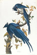 Geai de Colombie - John James Audubon — näkymä teoksesta