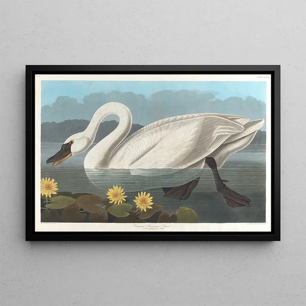 Amerikkalainen joutsenmaalaus - John James Audubon — kehystetty taideteos seinällä