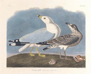 John James Audubon - Common gull.webp