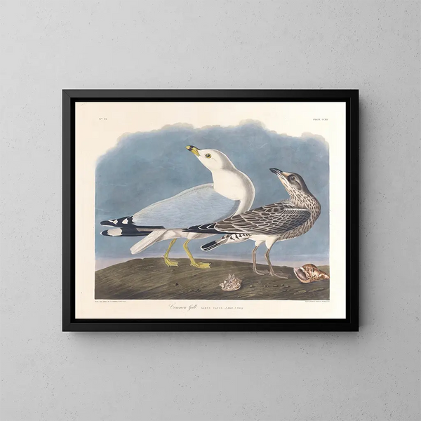 Goéland cendré - John James Audubon — kehystetty taideteos seinällä