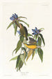 Paruline du Connecticut - John James Audubon — näkymä teoksesta