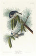 Mésange huppée - John James Audubon — näkymä teoksesta