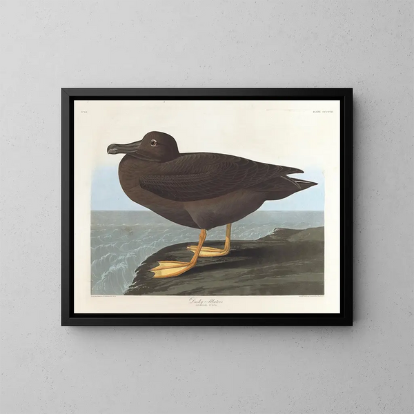 Albatros sombre - John James Audubon — kehystetty taideteos seinällä