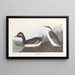 John James Audubon - Mustavatsa-kyhmymaalaus — kehystetty taideteos seinällä