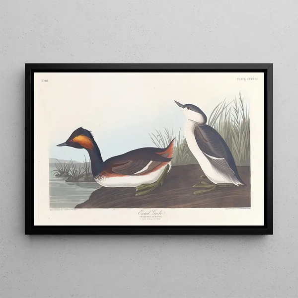 John James Audubon - Mustavatsa-kyhmymaalaus — kehystetty taideteos seinällä