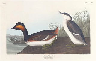 John James Audubon - Eared grebe.webp