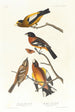 Gros-bec du soir, Gros-bec tacheté - John James Audubon — näkymä teoksesta