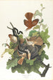 Grive fauve - John James Audubon — näkymä teoksesta