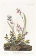 Bruant des champs - John James Audubon — näkymä teoksesta