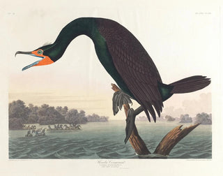 John James Audubon - Florida cormorant.webp