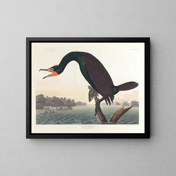Cormoran de Floride - John James Audubon — kehystetty taideteos seinällä