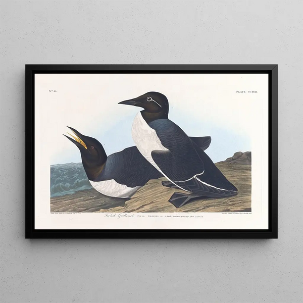 Guillemot-hullu maalaus - John James Audubon — kehystetty taideteos seinällä