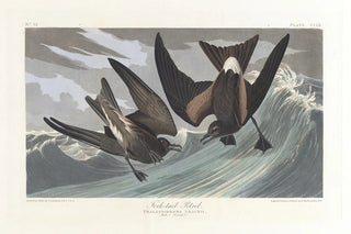 John James Audubon - Forktail petrel.webp
