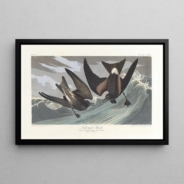 John James Audubon - Pähkinänsulkaparvinen maalaus — kehystetty taideteos seinällä