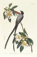 Tyran à longue queue - John James Audubon — näkymä teoksesta