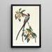Tyran à longue queue - John James Audubon — kehystetty taideteos seinällä