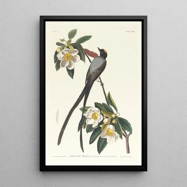 John James Audubon - Forktailed flycatcher.webp