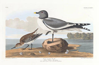 John James Audubon - Forktailed gull.webp