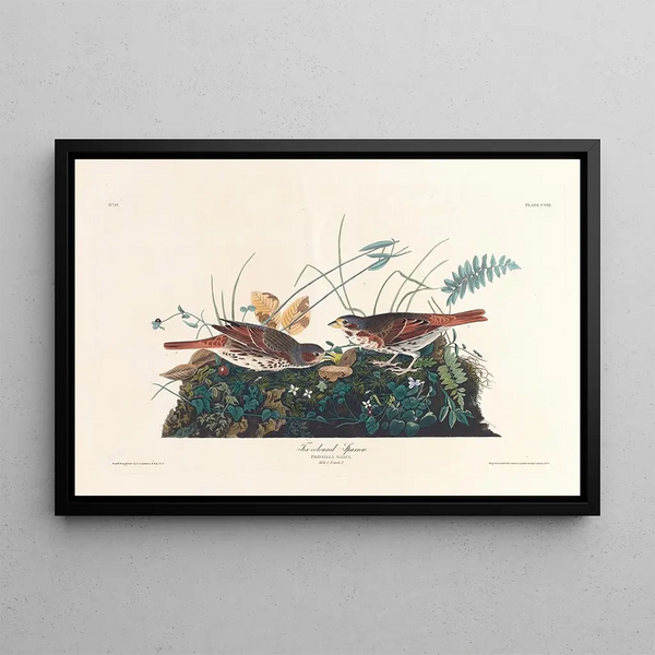 John James Audubon - Foxcoloured sparrow.webp