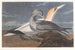 Fou de Bassan - John James Audubon — näkymä teoksesta