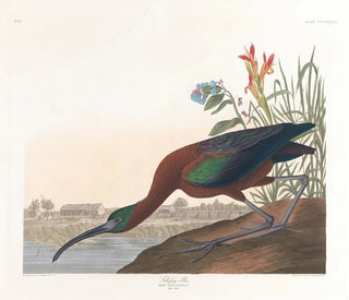 Ibis falcinelle - John James Audubon — näkymä teoksesta