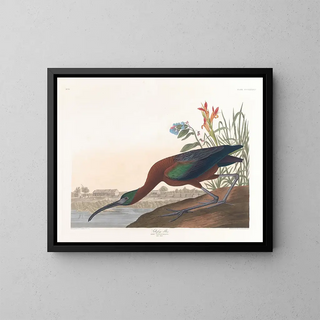 Ibis falcinelle - John James Audubon — kehystetty taideteos seinällä
