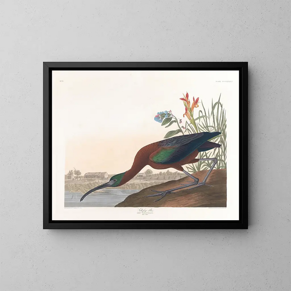 Ibis falcinelle - John James Audubon — kehystetty taideteos seinällä