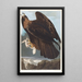 Aigle royal - John James Audubon — kehystetty taideteos seinällä