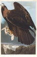 Aigle royal - John James Audubon — näkymä teoksesta