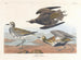 Pluvier doré - John James Audubon — näkymä teoksesta