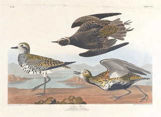 Pluvier doré - John James Audubon — näkymä teoksesta