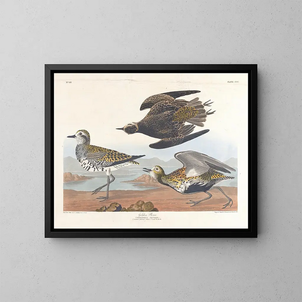 Pluvier doré - John James Audubon — kehystetty taideteos seinällä