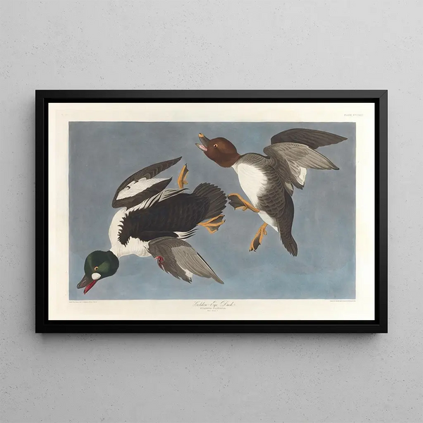 John James Audubon — kehystetty taideteos seinällä