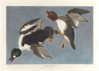 John James Audubon - Goldeneye duck Fuligula clangula.webp