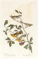 Paruline à ailes dorées - John James Audubon — näkymä teoksesta